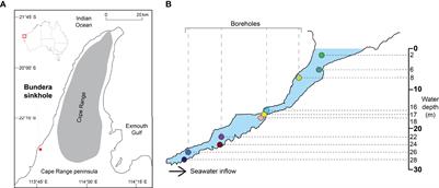 Unravelling Stratified Microbial Assemblages in Australia’s Only Deep Anchialine System, The Bundera Sinkhole